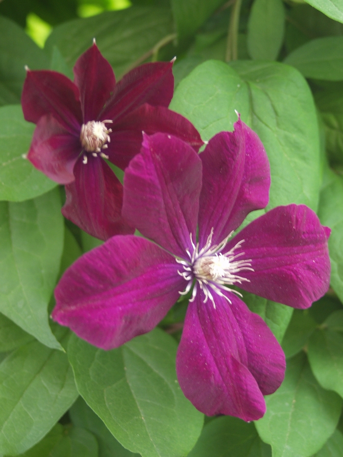 Hybrid Clematis - Clematis hybrid 'Niobe' from Sloat Gardens