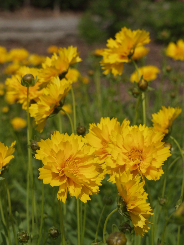Tickseed - Coreopsis grandiflora 'Sunray' from Sloat Gardens