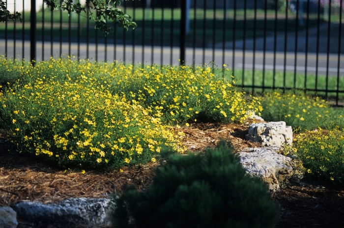 Tickseed - Coreopsis verticillata 'Moonbeam' from Sloat Gardens