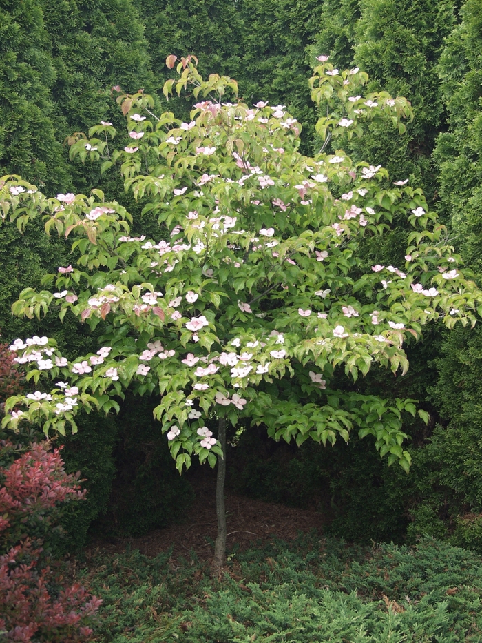 Satomi Dogwood - Cornus kousa 'Satomi' from Sloat Gardens