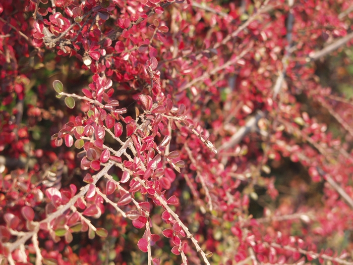 Rock Cotoneaster - Cotoneaster horizontalis from Sloat Gardens