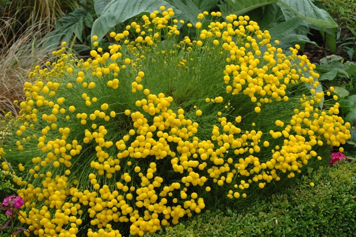 Green Lavender Cotton - Santolina virens from Sloat Gardens