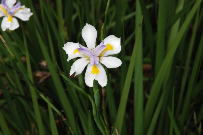 African Iris - Dietes bicolor from Sloat Gardens