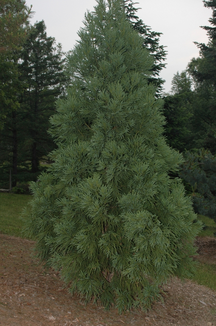 Yoshino Japanese Cryptomeria - Crytptomeria japonica 'Yoshino' from Sloat Gardens