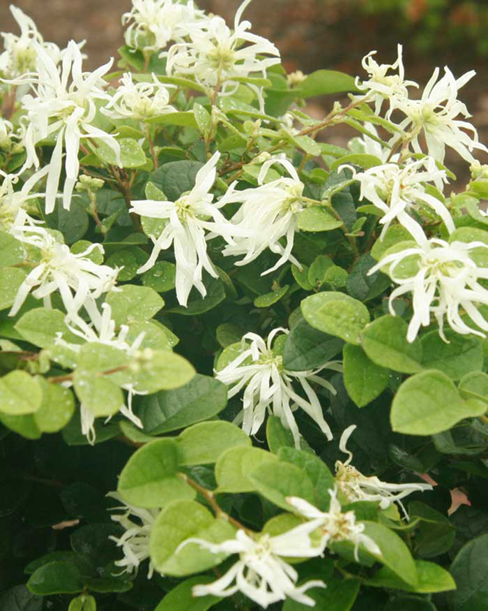 Loropetalum - Loropetalum chinensis from Sloat Gardens