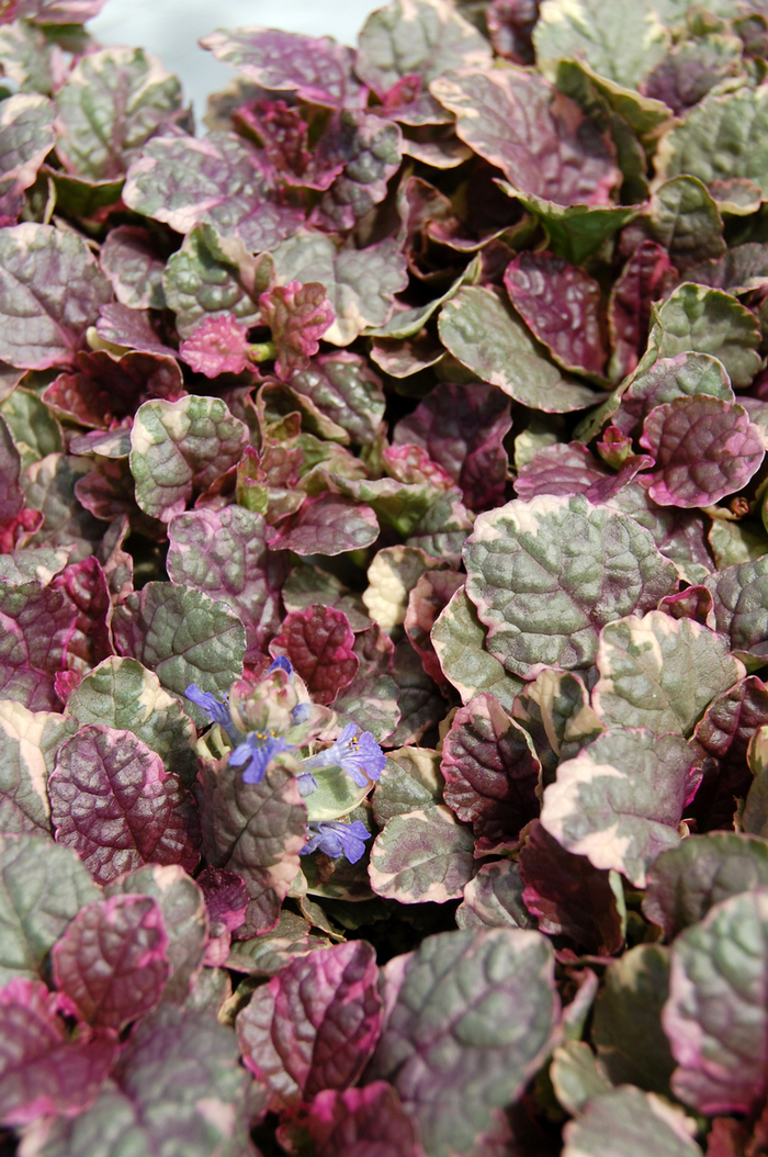 Common Bugle Weed - Ajuga reptans 'Burgundy Glow' from Sloat Gardens