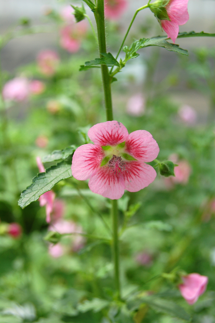 Cape Mallow - Anisodontea hypomandarum from Sloat Gardens