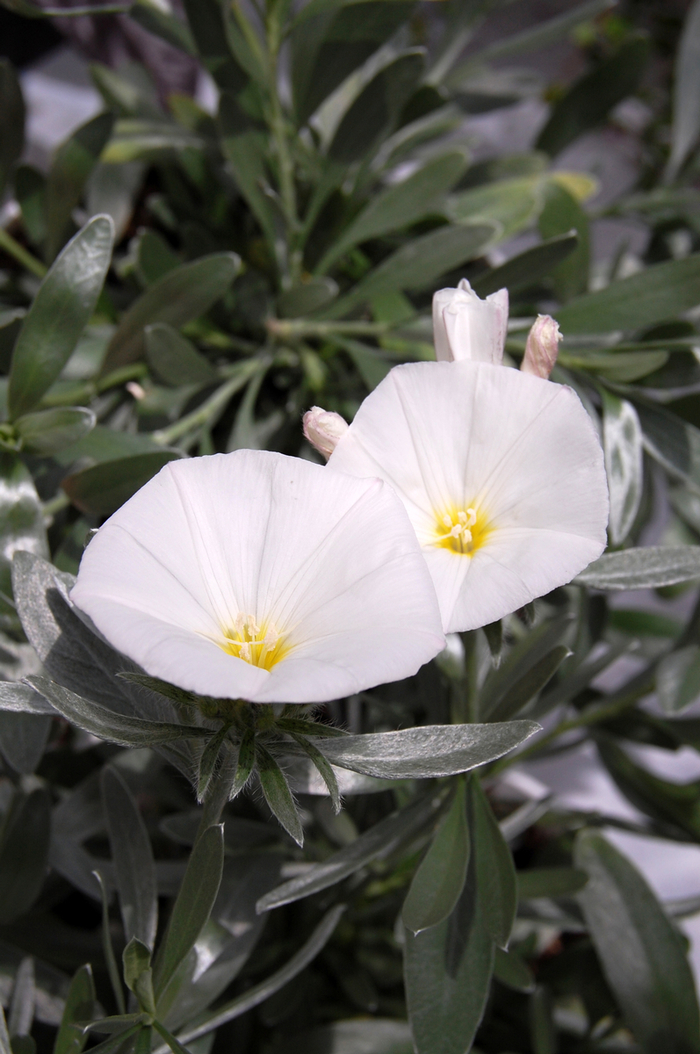 Bush Morning Glory - Convolvulus cneorum from Sloat Gardens