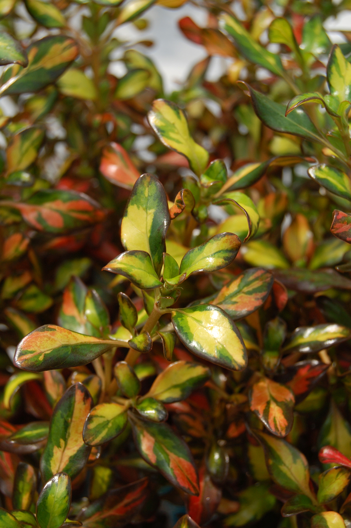 Evening Glow Mirror Plant - Coprosma 'Evening Glow" from Sloat Gardens Evening Glow Mirror Plant - Coprosma 'Evening Glow" from Sloat Gardens