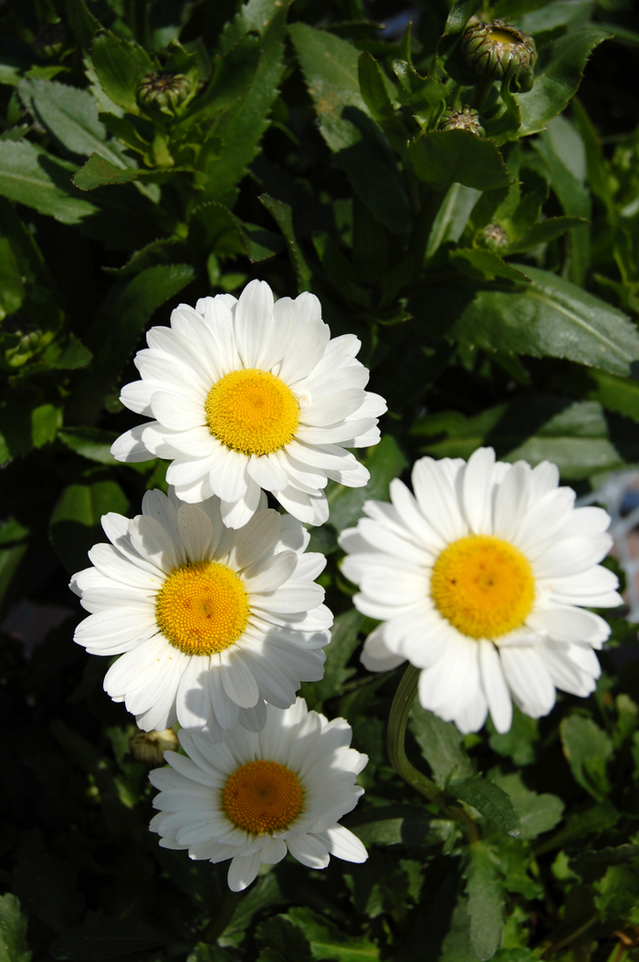 Shasta daisy - Leucanthemum x superbum 'Darling Daisy' from Sloat Gardens