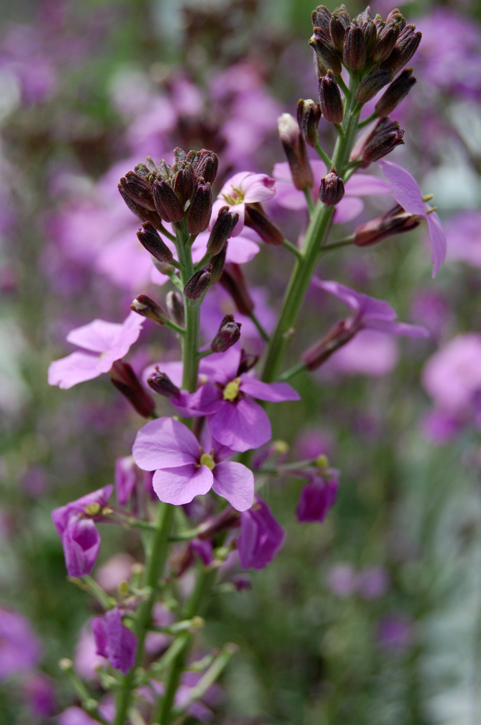 Purple Wallflower - Erysimum linifolium 'Bowles Mauve' from Sloat Gardens