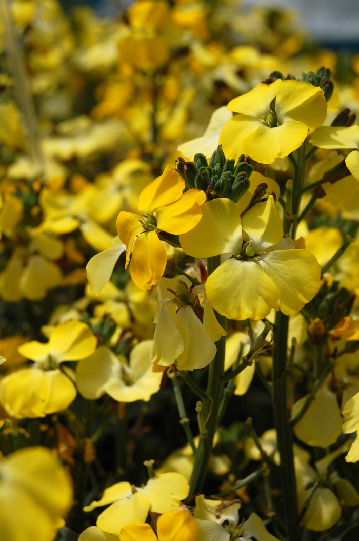  Yellow Erysimum - Erysimum linifolium 'Fragrant Sunshine' from Sloat Gardens