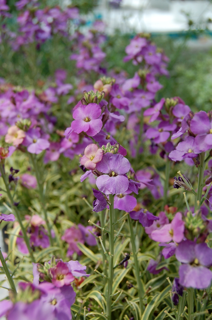 Variegated Wallflower - Erysimum linifolium 'Variegatum' from Sloat Gardens