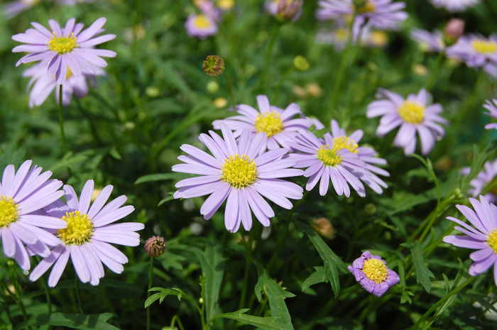 Swan River Daisy - Brachyscome iberidifolia 'Mauve Delight' from Sloat Gardens