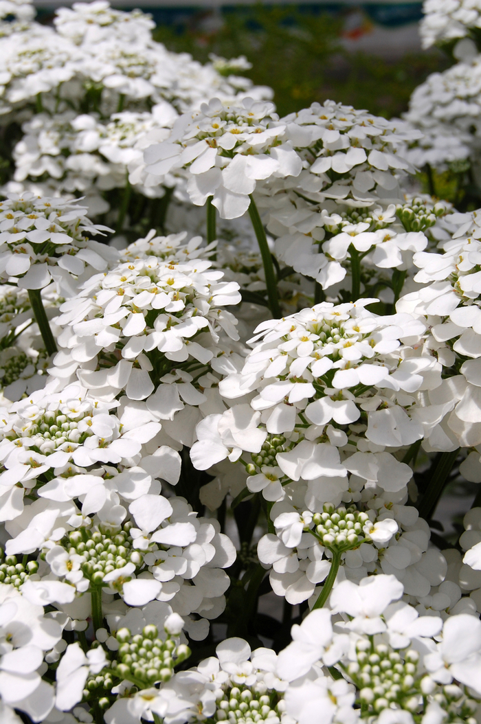 Pink Candytuft - Iberis sempervirens 'Masterpiece' from Sloat Gardens
