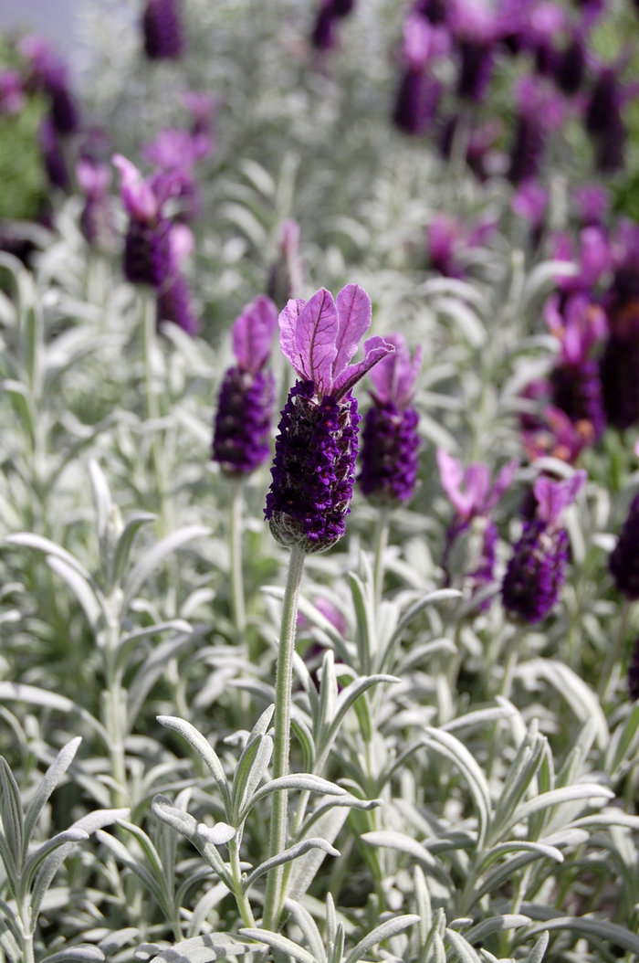 French or Butterfly Lavender - Lavandula stoechas 'Silver Anouk' from Sloat Gardens