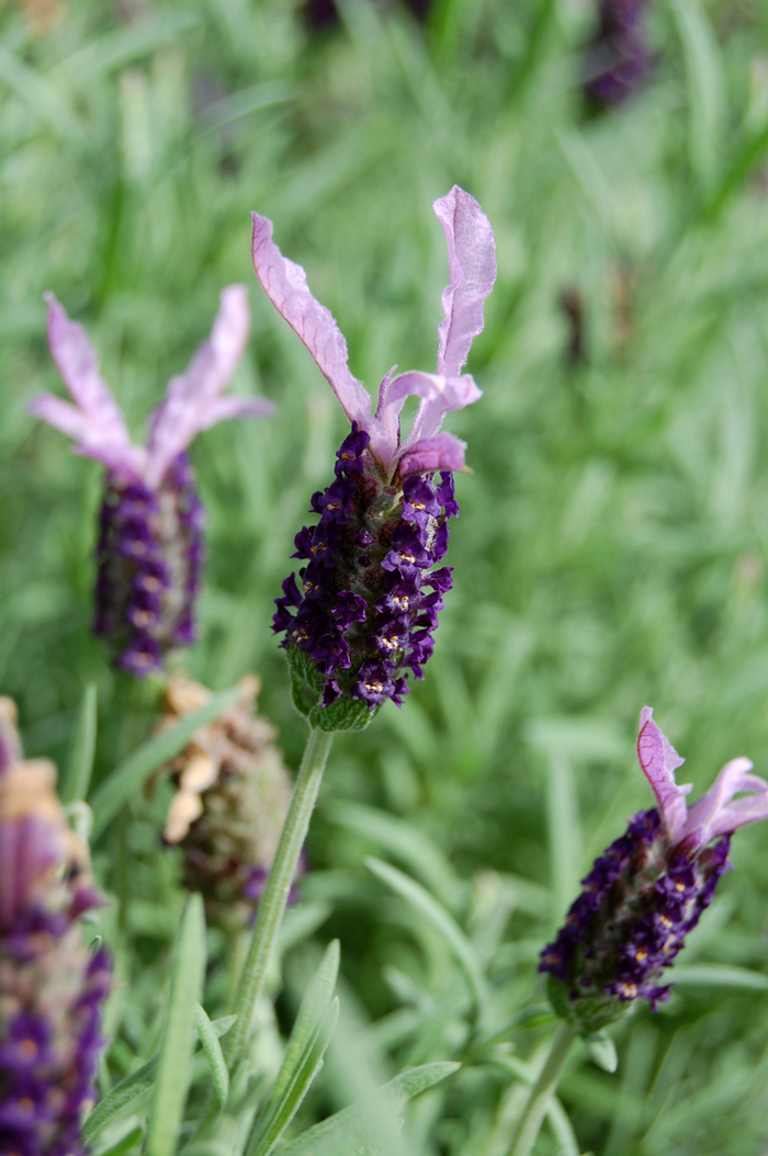 French or Butterfly Lavender - Lavandula stoechas 'Madrid Purple' from Sloat Gardens