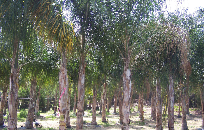 Queen Palm - Syagrus (Arecastrum) romanzoffianum from Sloat Gardens