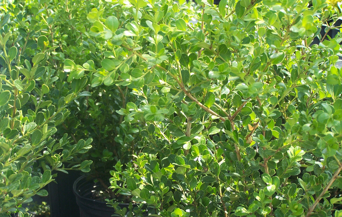Boxwood - Buxus microphylla japonica from Sloat Gardens