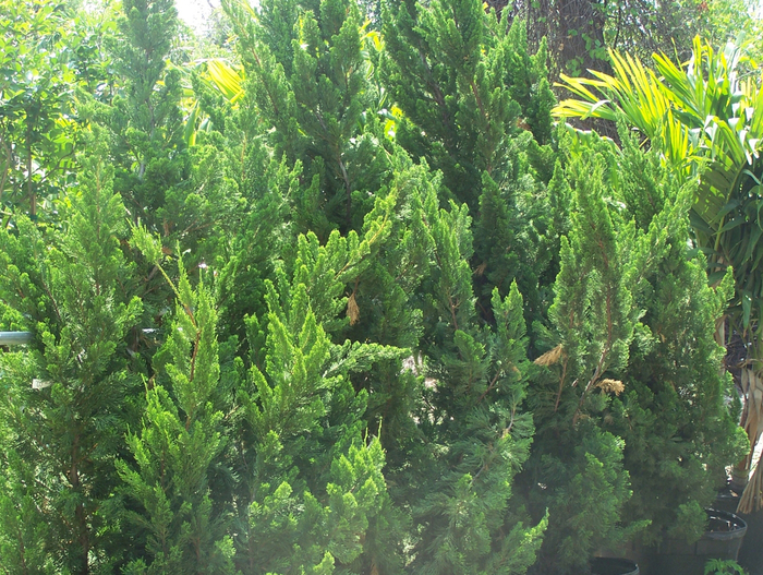 Hollywood Juniper - Juniperus chinesis 'Torulosa' from Sloat Gardens