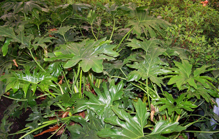 Philodendron - Philodendron selloum from Sloat Gardens