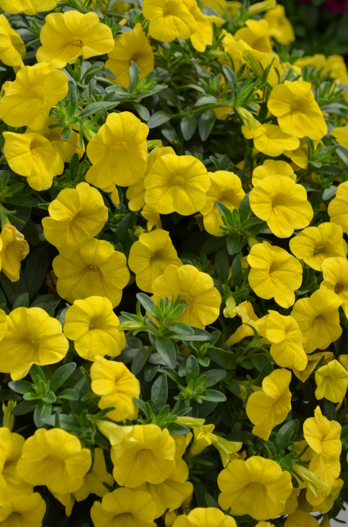 Trailing Petunia - Calibrachoa x hybrida 'Cabaret®Deep Yellow' from Sloat Gardens