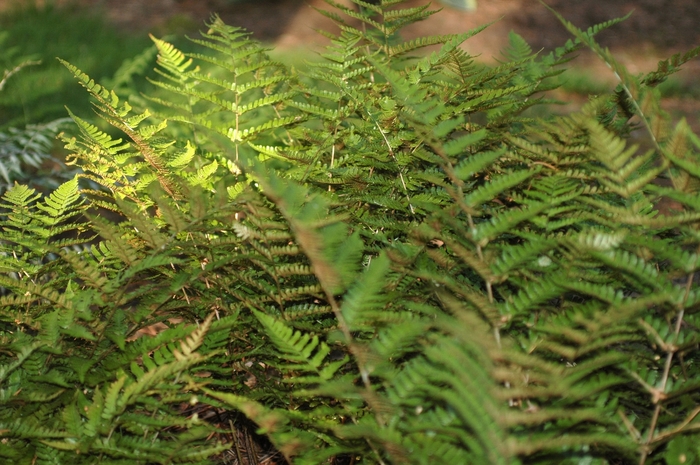 Autumn Fern - Dryopteris erythrosora from Sloat Gardens