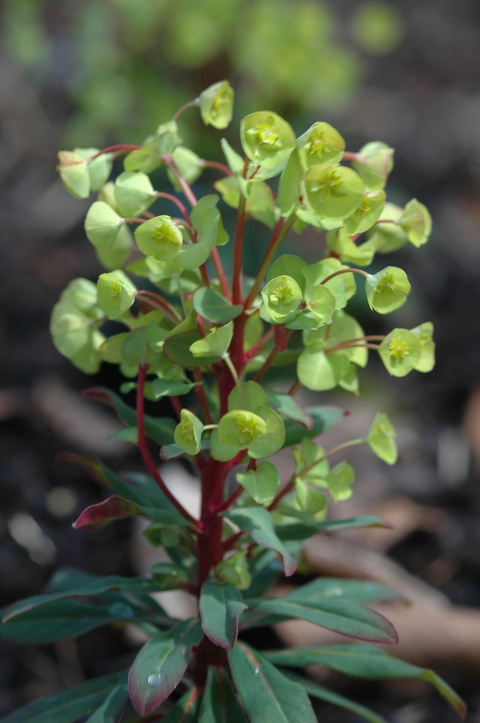 Efanthia Spurge - Euphorbia 'Efanthia' from Sloat Gardens