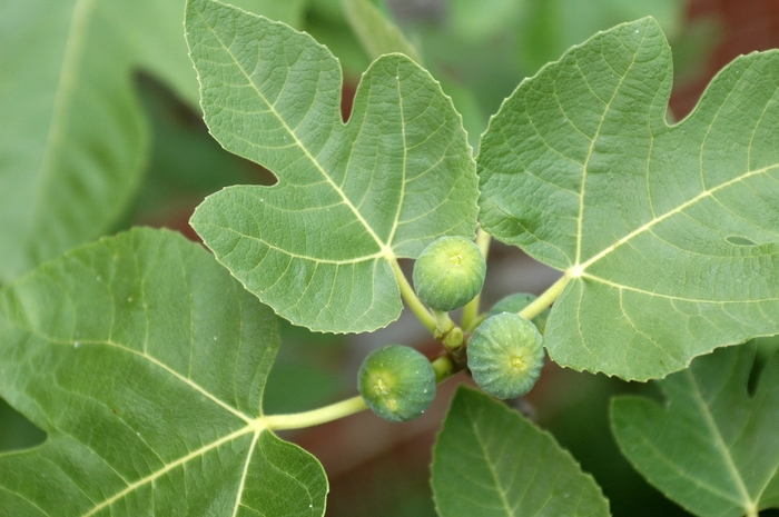 Brown Turkey Fig - Ficus carica 'Brown Turkey' from Sloat Gardens