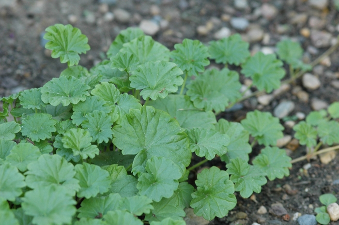 Creeping Charlie - Glechoma hederacea 'Variegata' from Sloat Gardens