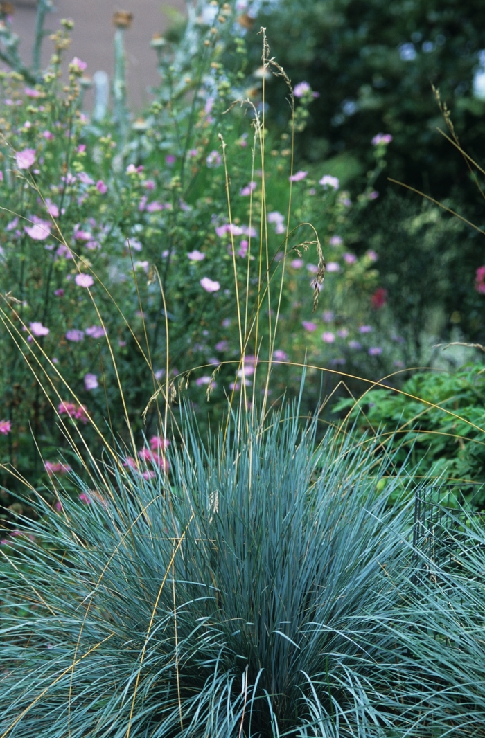 Blue Oat Grass - Helictotrichon sempervirens from Sloat Gardens