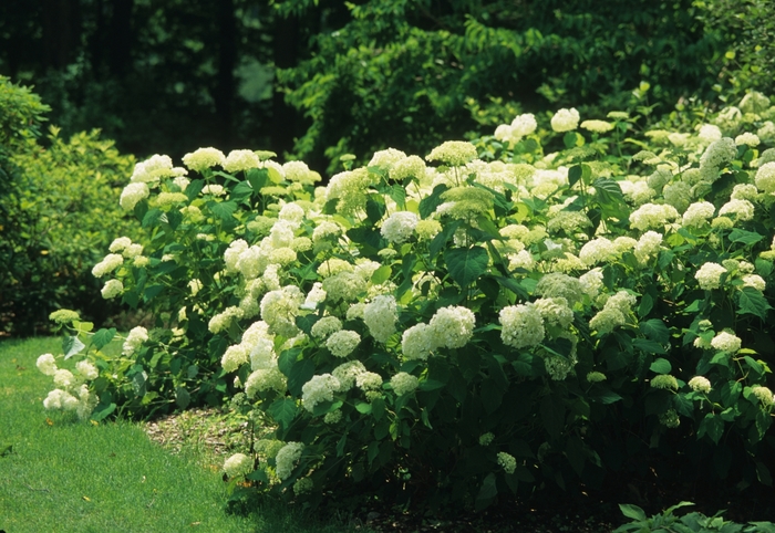 Smooth Hydrangea - Hydrangea arborescens 'Annabelle' from Sloat Gardens