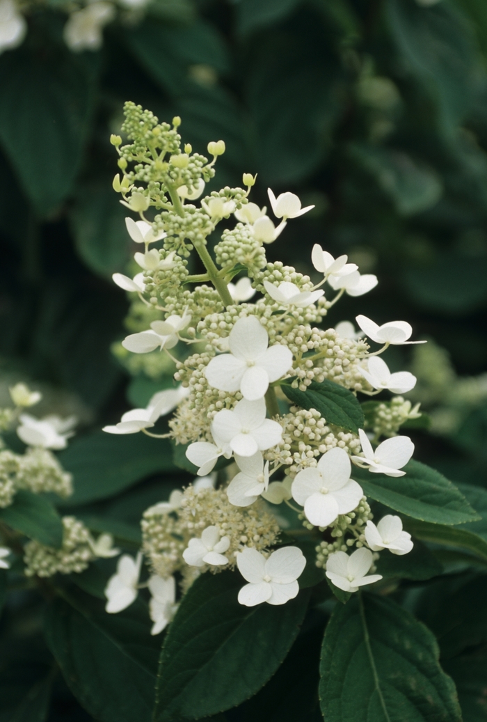 Tardiva Hydrangea - Hydrangea paniculata ''Tardiva'' from Sloat Gardens