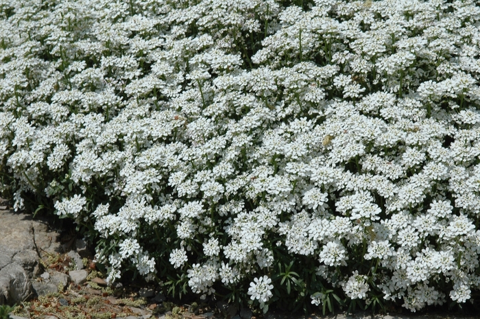 Candytuft - Iberis sempervirens from Sloat Gardens