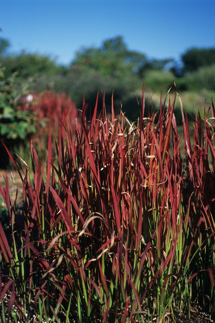 Japanese Blood Grass - Imperata cylindrica 'Rubra' from Sloat Gardens