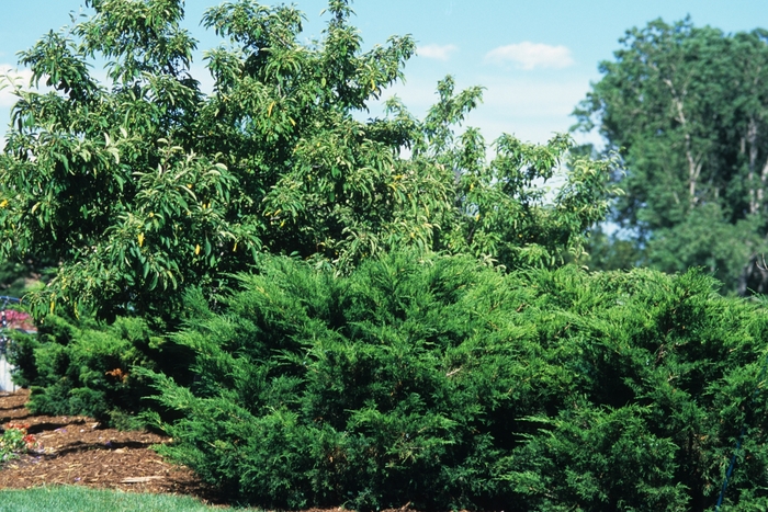 Sea Green Juniper - Juniperus chinensis ''Sea Green'' from Sloat Gardens