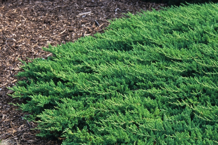 Japanese Garden Juniper - Juniperus procumbens 'Nana' from Sloat Gardens