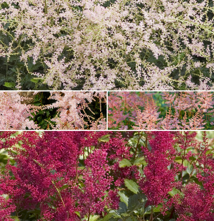 False Spirea - Astilbe 'Multiple Varieties' from Sloat Gardens