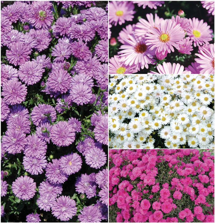 Aster -Michaelmus Daisy - Multiple Varieties from Sloat Gardens