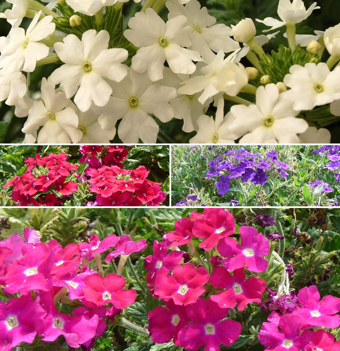 Verbena - Multiple Varieties from Sloat Gardens