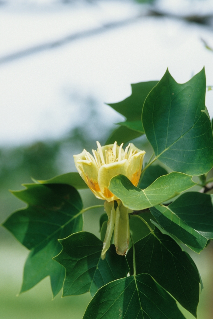 Tulip Poplar - Liriodendron tulipfera from Sloat Gardens