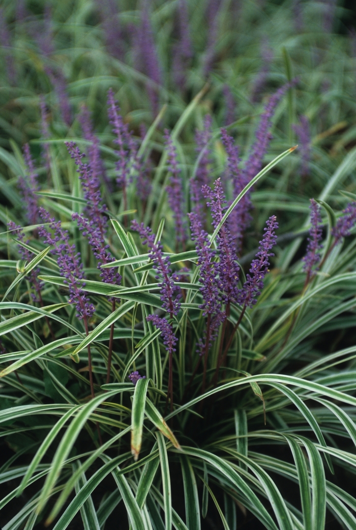 Variegated Liriope - Liriope muscari ''Variegata'' from Sloat Gardens