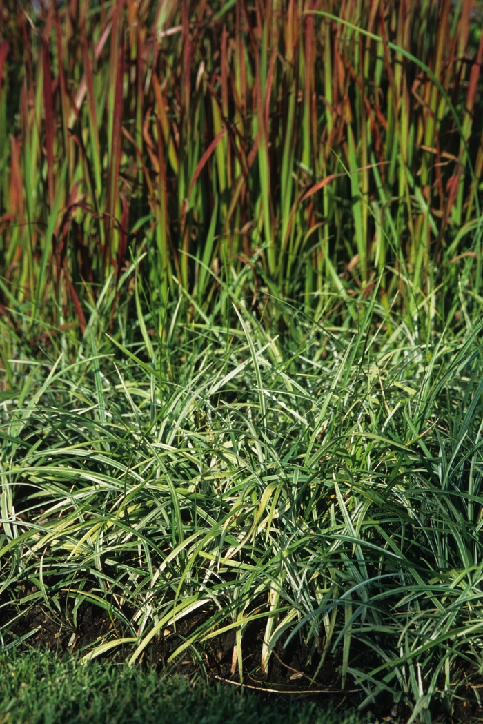 Lilyturf - Liriope spicata 'Silver Dragon' from Sloat Gardens