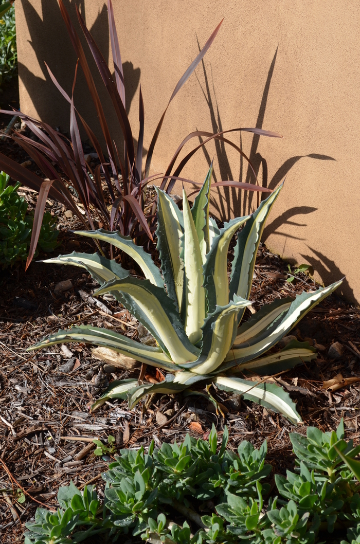 Variegated Agave - Agave americana Medio-picta Alba from Sloat Gardens