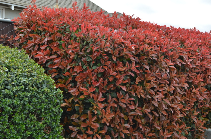 Fraser Photinia - Photinia x fraseri from Sloat Gardens