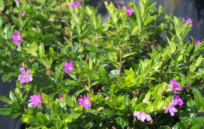 False Heather - Cuphea hyssopifolia from Sloat Gardens