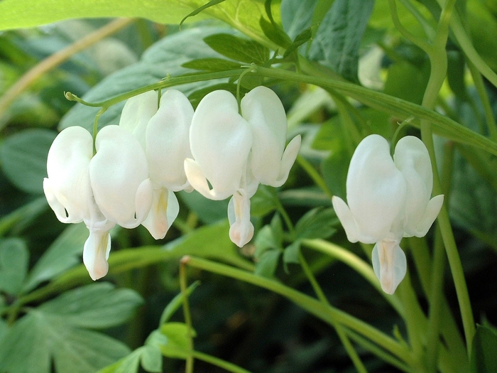 Fringed Bleeding Heart - Dicentra spectabilis 'Alba' from Sloat Gardens