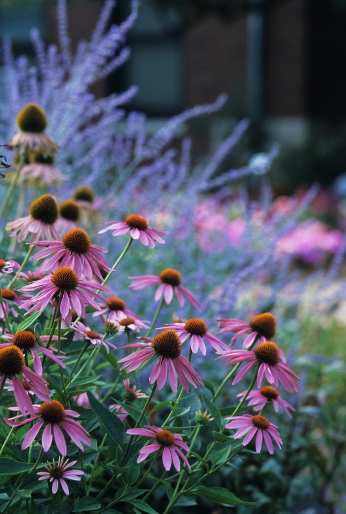 Coneflower - Echinacea purpurea 'Magnus' from Sloat Gardens Coneflower - Echinacea purpurea 'Magnus' from Sloat Gardens