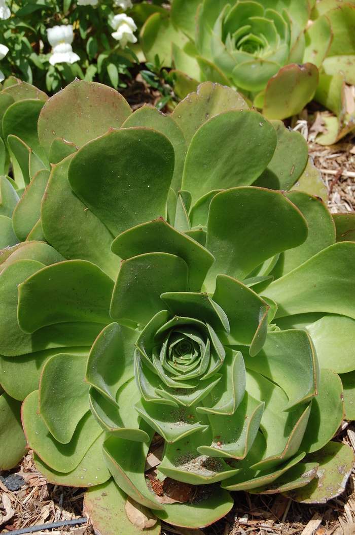 Aeonium 'Dinner Plate' - Aeonium urbicum 'Dinner Plate' from Sloat Gardens