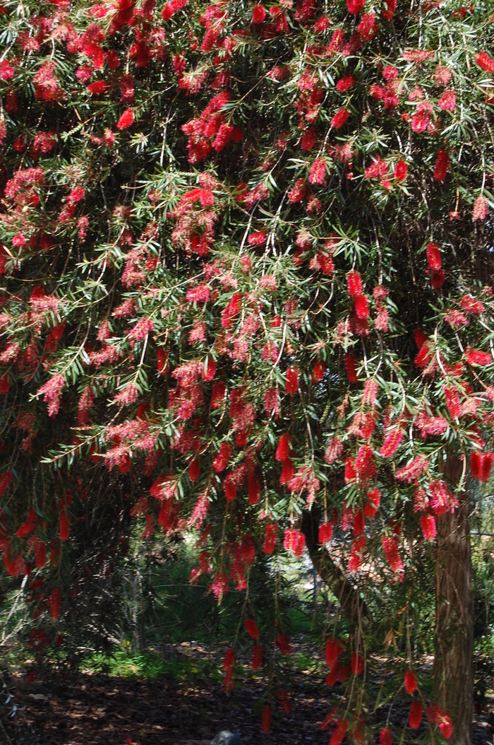  Bottlebrush - Callistemon citrinus from Sloat Gardens